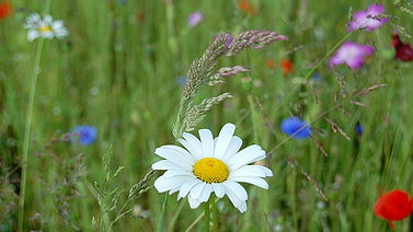 Avesnois Thiérache