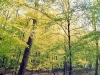 La forêt de Fourmies