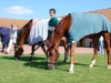 hippodrome-de-la-capelle_0004_terascia