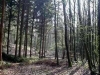 fourmies_foret_03