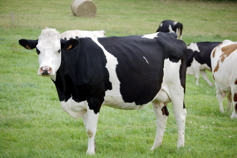 vache holstein
