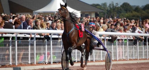 Hippodrome International de La Capelle - programme des courses