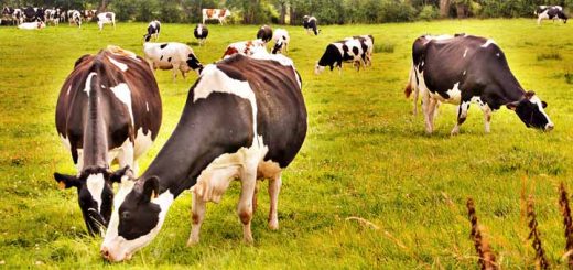 Portes ouvertes dans le Bocage Avesnois